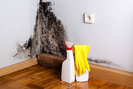 Trusted Morningside, MD Mold Removal & Remediation Experts